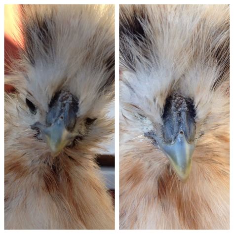 male vs female silkie chickens